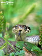 užovka obojková (Natrix natrix)