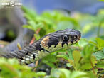 užovka obojková (Natrix natrix)