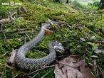 užovka obojková (Natrix natrix)