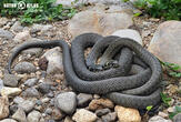 užovka obojková (Natrix natrix)