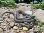 užovka obojková (Natrix natrix)