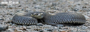 užovka obojková (Natrix natrix)