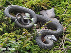 užovka obojková (Natrix natrix)