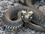 užovka obojková (Natrix natrix)