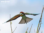vlha pestrá (Merops apiaster)
