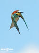 vlha pestrá (Merops apiaster)
