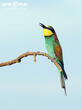 vlha pestrá (Merops apiaster)