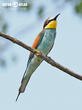 vlha pestrá (Merops apiaster)