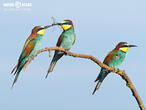 vlha pestrá (Merops apiaster)