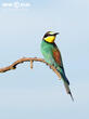 vlha pestrá (Merops apiaster)
