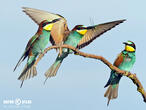vlha pestrá (Merops apiaster)