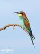 vlha pestrá (Merops apiaster)