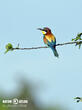 vlha pestrá (Merops apiaster)