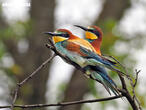 vlha pestrá (Merops apiaster)