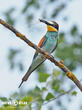 vlha pestrá (Merops apiaster)