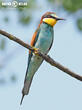 vlha pestrá (Merops apiaster)