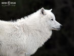 vlk arktický (Canis lupus arctos)