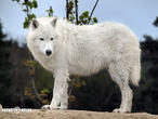 vlk arktický (Canis lupus arctos)