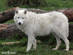 vlk arktický (Canis lupus arctos)