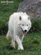 vlk arktický (Canis lupus arctos)