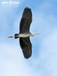 volavka popelavá (Ardea cinerea)