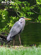 volavka popelavá (Ardea cinerea)