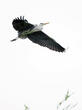 volavka popelavá (Ardea cinerea)