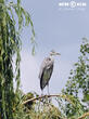 volavka popelavá (Ardea cinerea)
