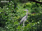 volavka popelavá (Ardea cinerea)
