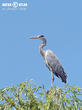 volavka popelavá (Ardea cinerea)