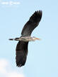 volavka popelavá (Ardea cinerea)