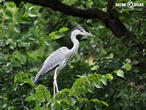 volavka popelavá (Ardea cinerea)