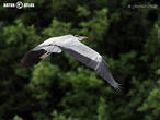 volavka popelavá (Ardea cinerea)