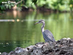 volavka popelavá (Ardea cinerea)
