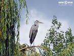 volavka popelavá (Ardea cinerea)