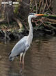 volavka popelavá (Ardea cinerea)