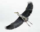 volavka popelavá (Ardea cinerea)