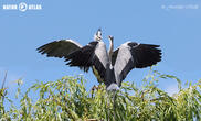 volavka popelavá (Ardea cinerea)