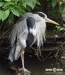 volavka popelavá (Ardea cinerea)