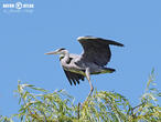 volavka popelavá (Ardea cinerea)
