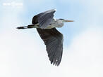 volavka popelavá (Ardea cinerea)