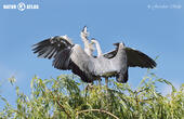 volavka popelavá (Ardea cinerea)
